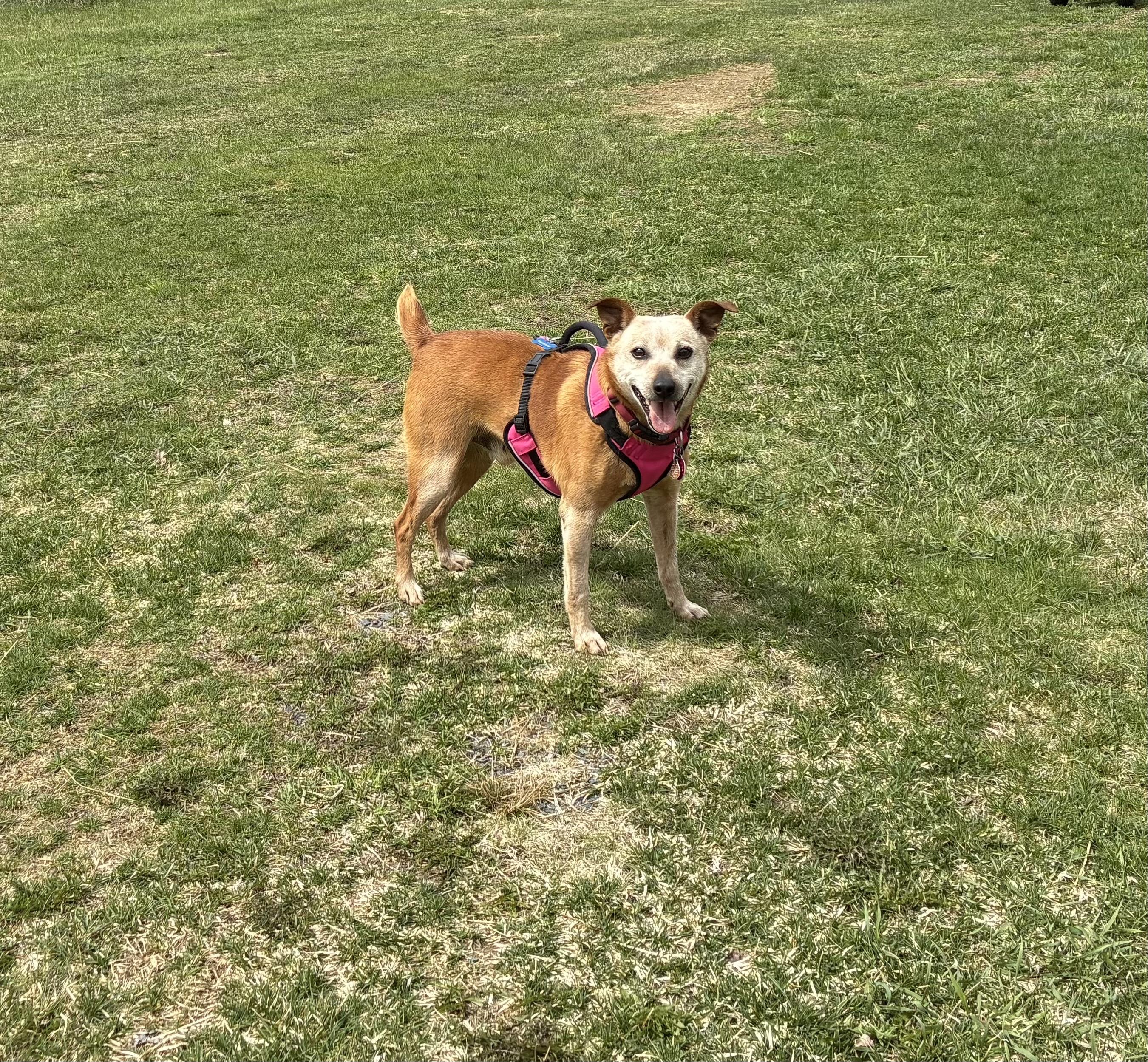 Enlarge Ringo, a ADOPTABLE Australian Cattle Dog / Blue Heeler in Acworth, NH image 4/4
