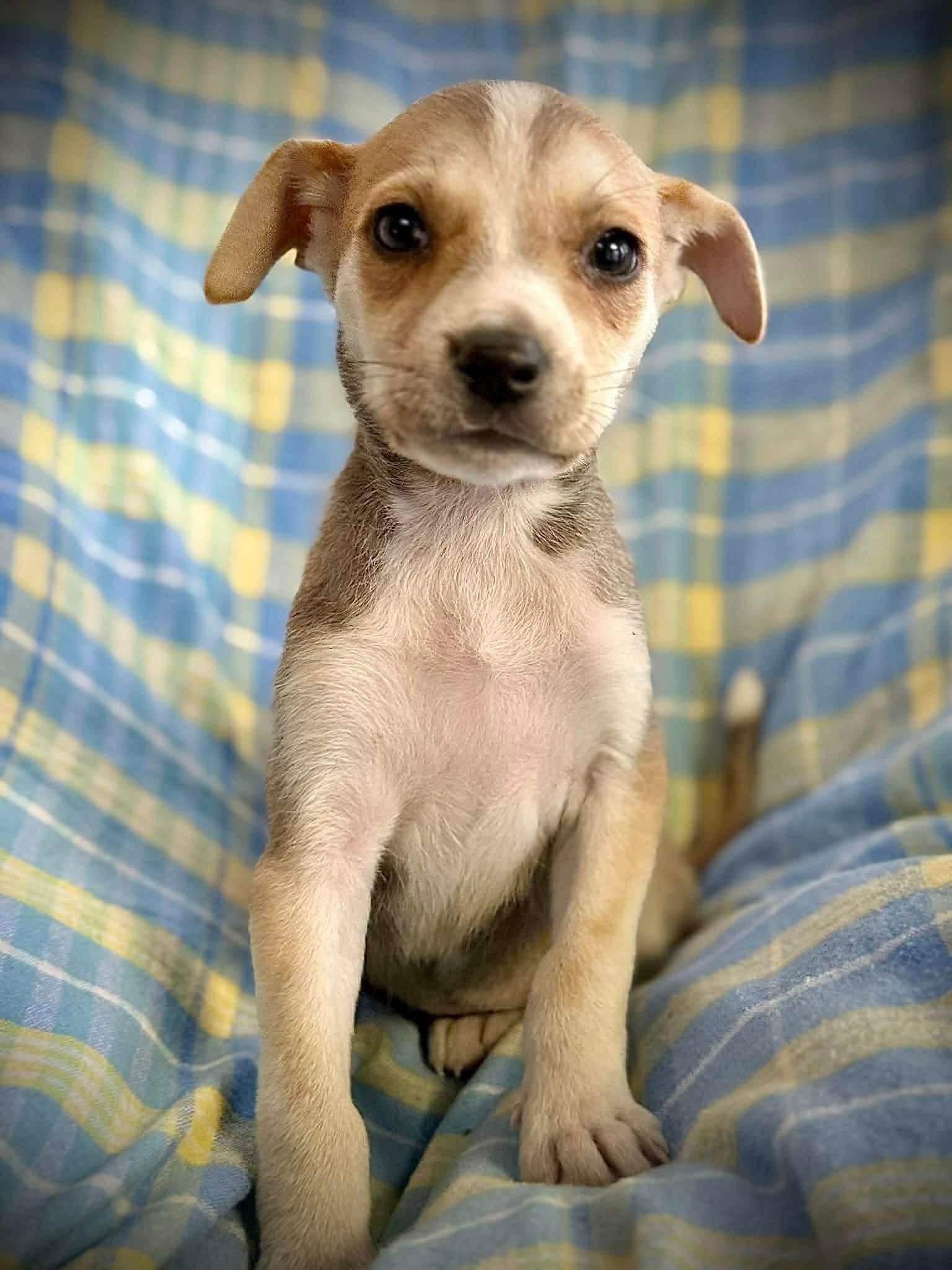 Enlarge Sandy, an adopted mixed breed in Brooks, ME image 1/4