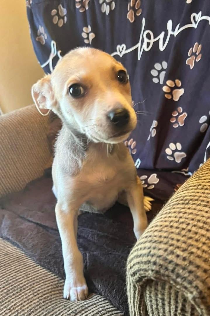 Enlarge Sandy, an adopted mixed breed in Brooks, ME image 4/4