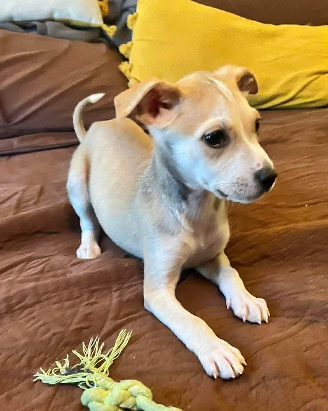 Enlarge Sandy, an adopted mixed breed in Brooks, ME image 3/4