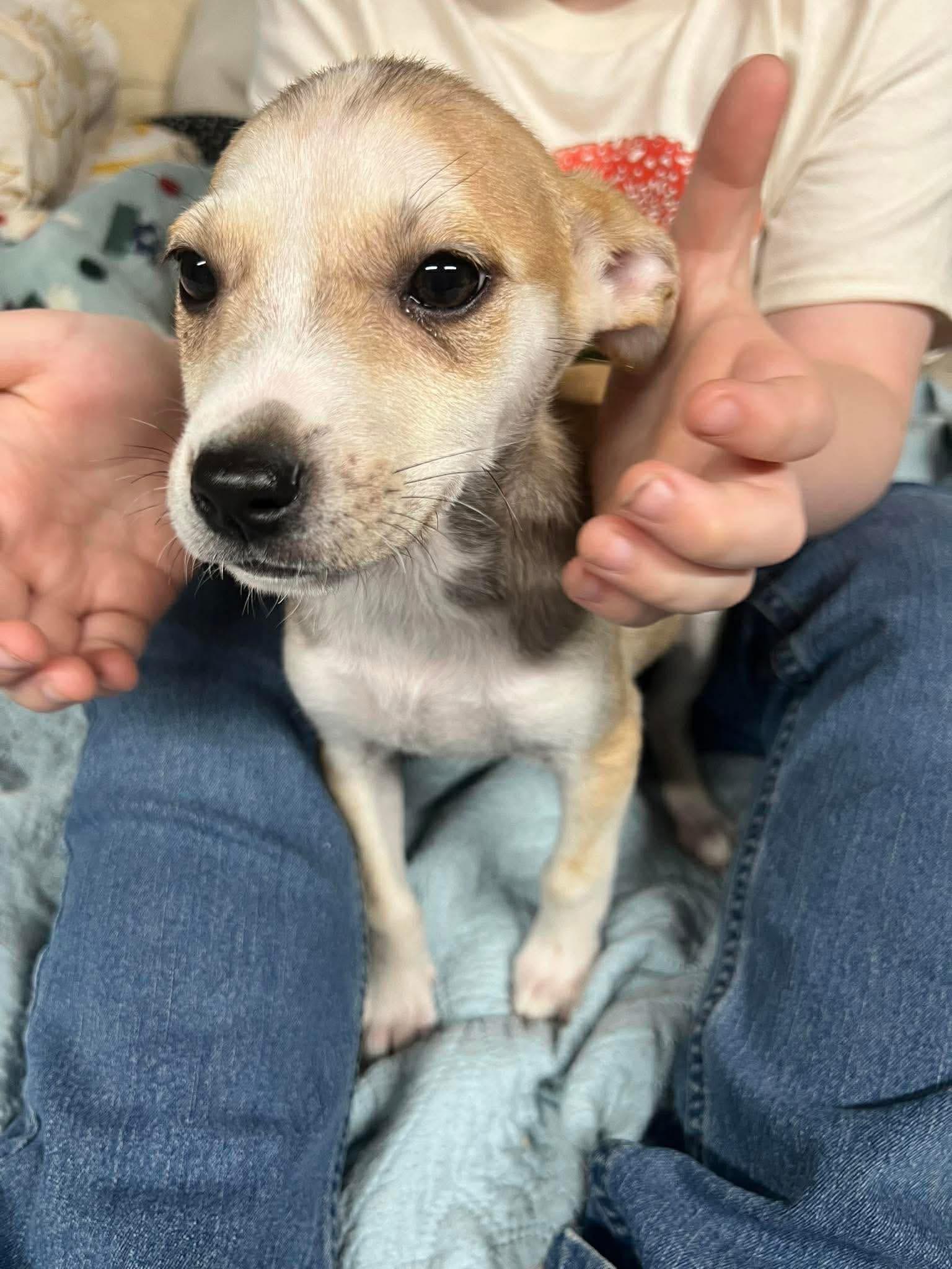 Enlarge Sandy, an adopted mixed breed in Brooks, ME image 2/4