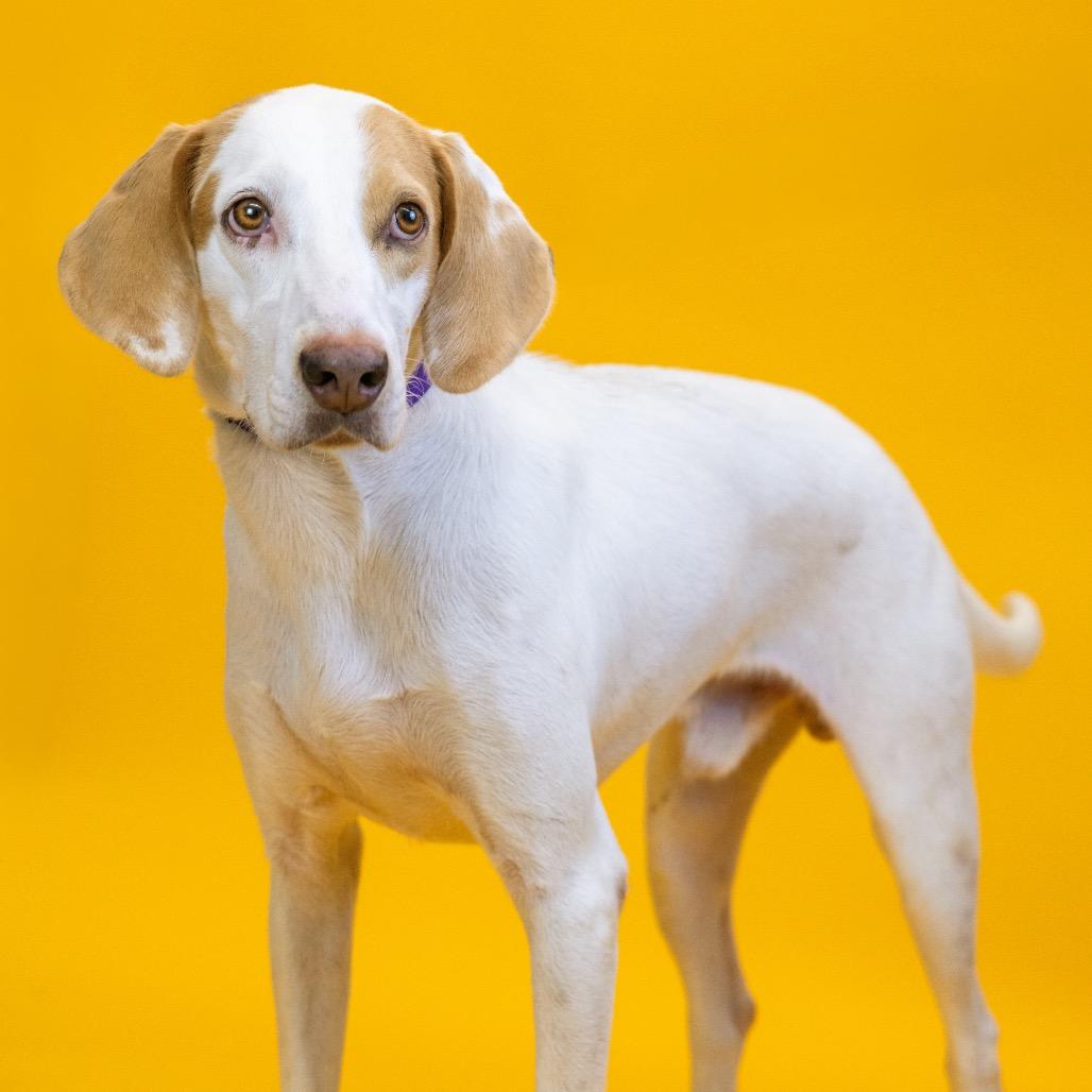 Jaxen, Adoptable, Adult Male Hound & Mixed Breed.