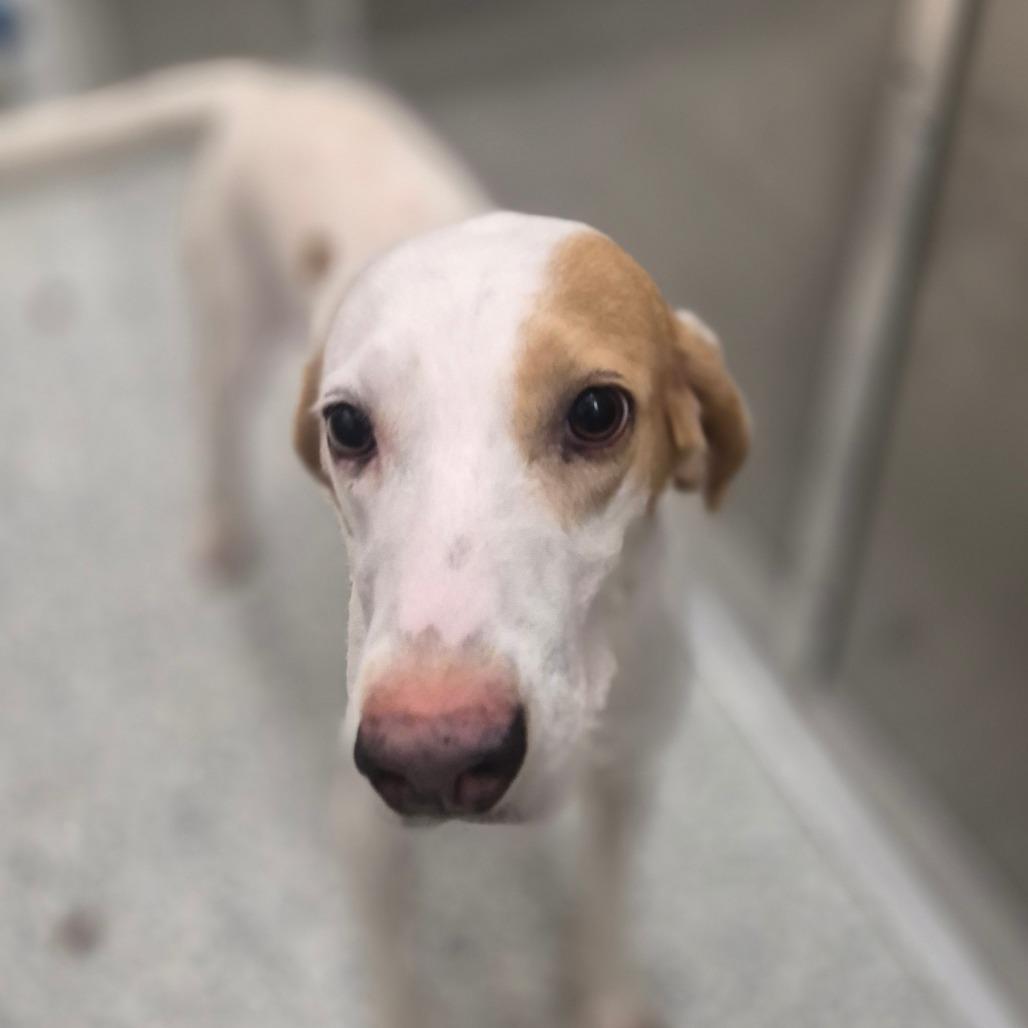 Enlarge Jaxen, a Adoptable mixed breed in Newark, DE image 2/6