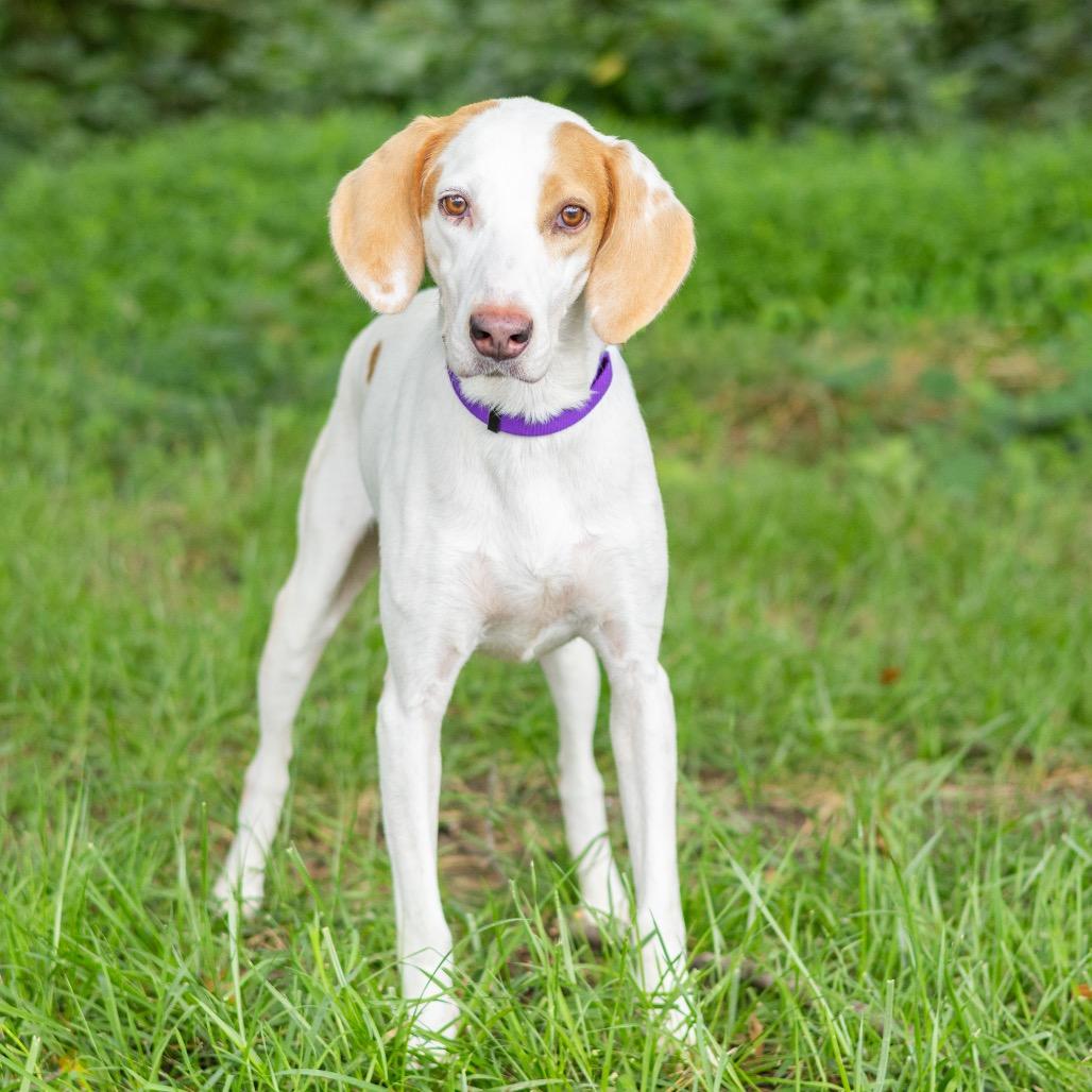Enlarge Jaxen, a Adoptable mixed breed in Newark, DE image 3/6
