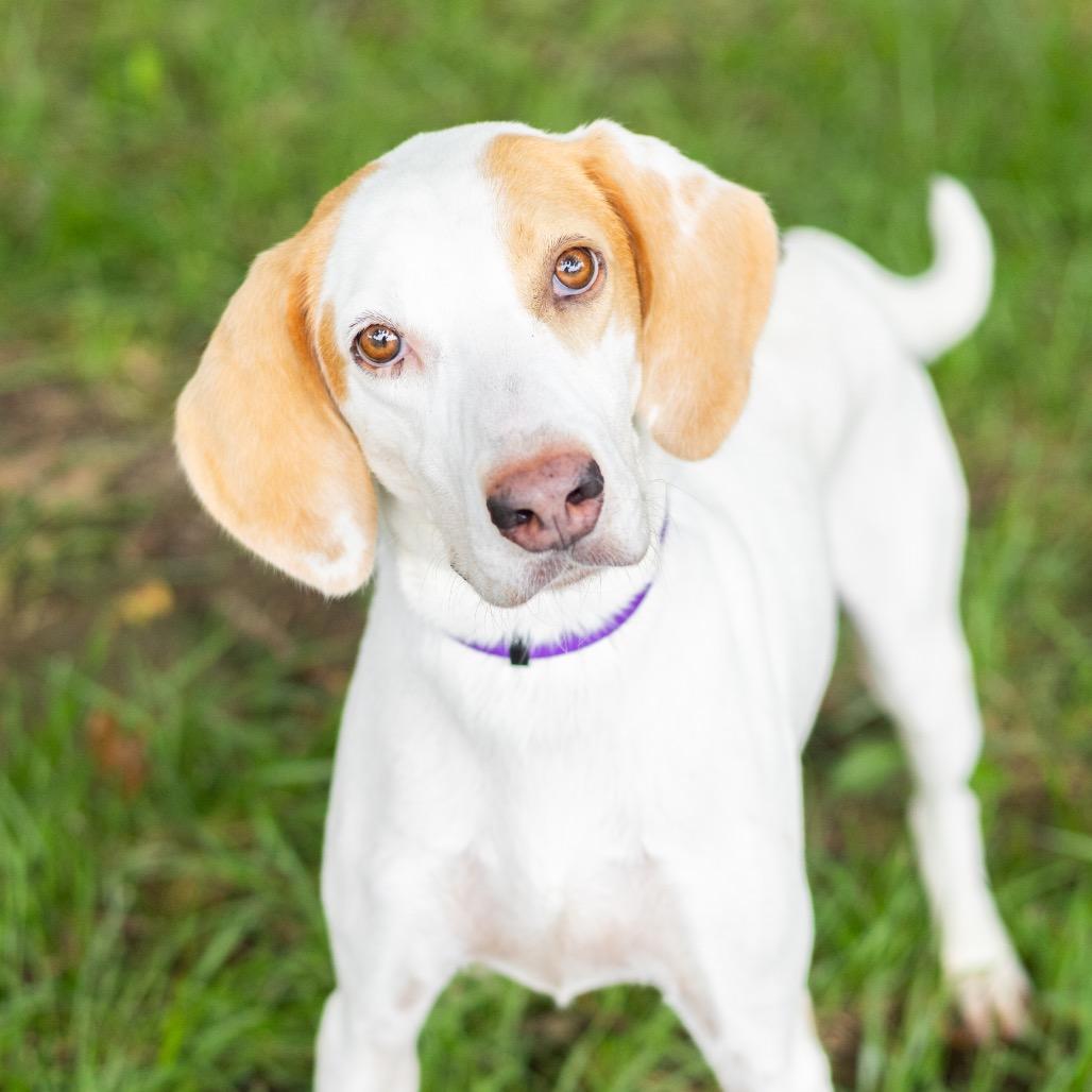 Enlarge Jaxen, a Adoptable mixed breed in Newark, DE image 4/6