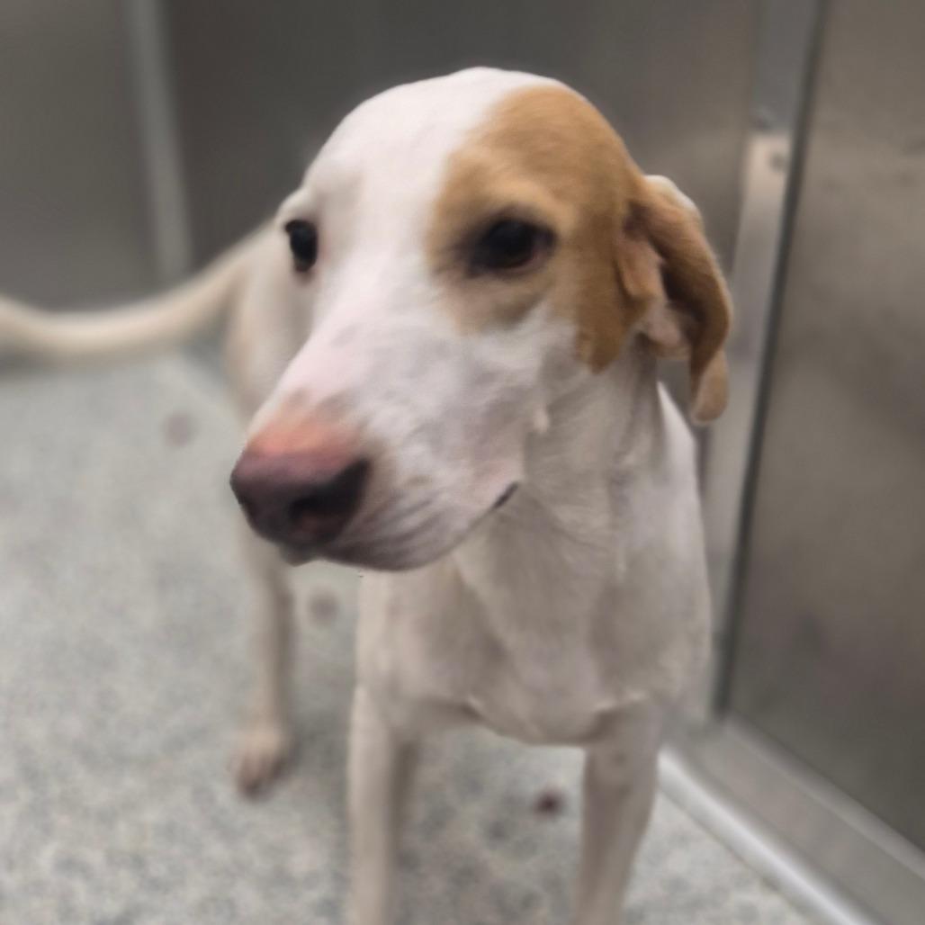 Enlarge Jaxen, a Adoptable mixed breed in Newark, DE image 6/6