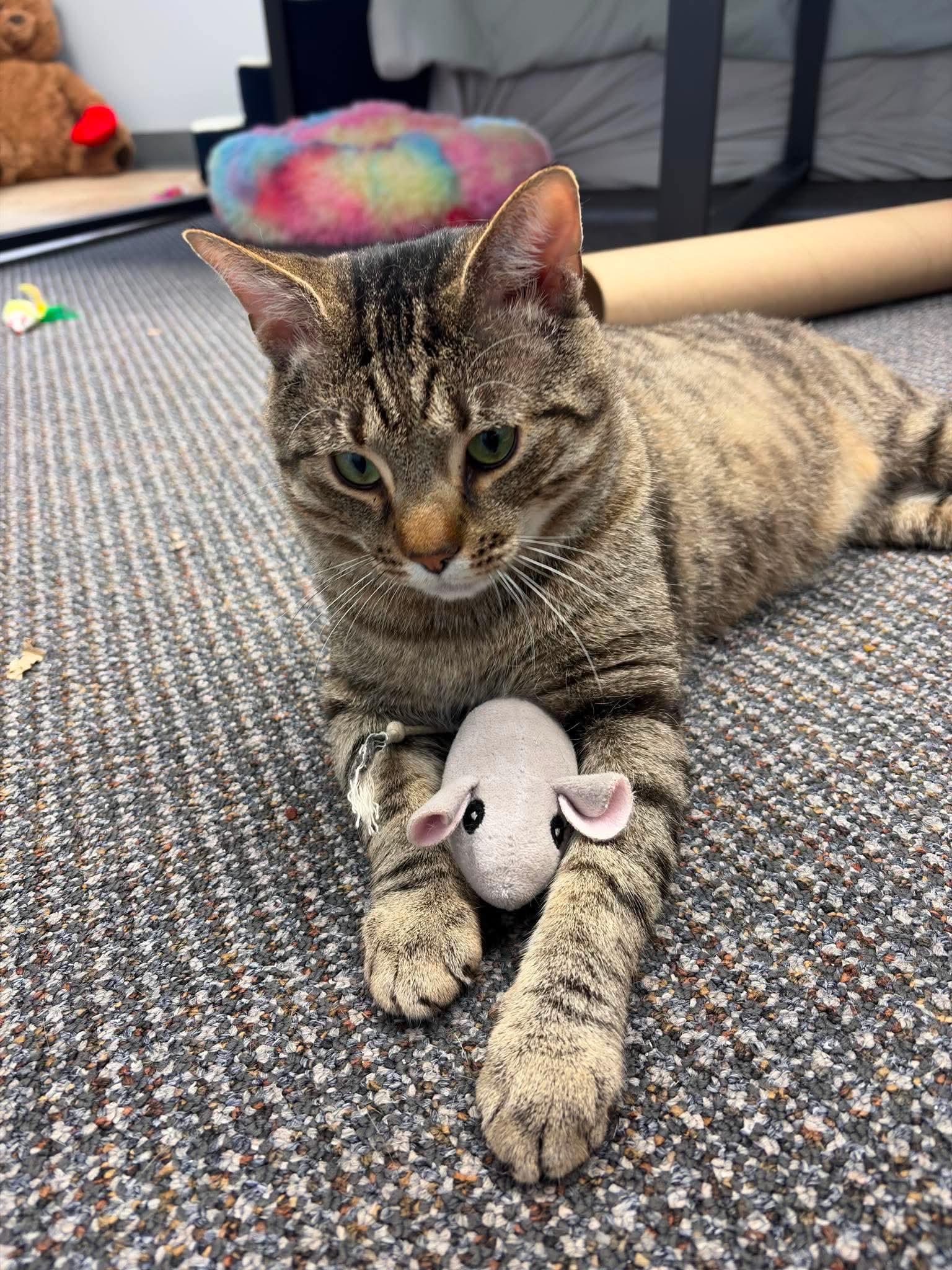Bruce, a Adoptable Domestic Short Hair in Tonawanda, NY image 2/3