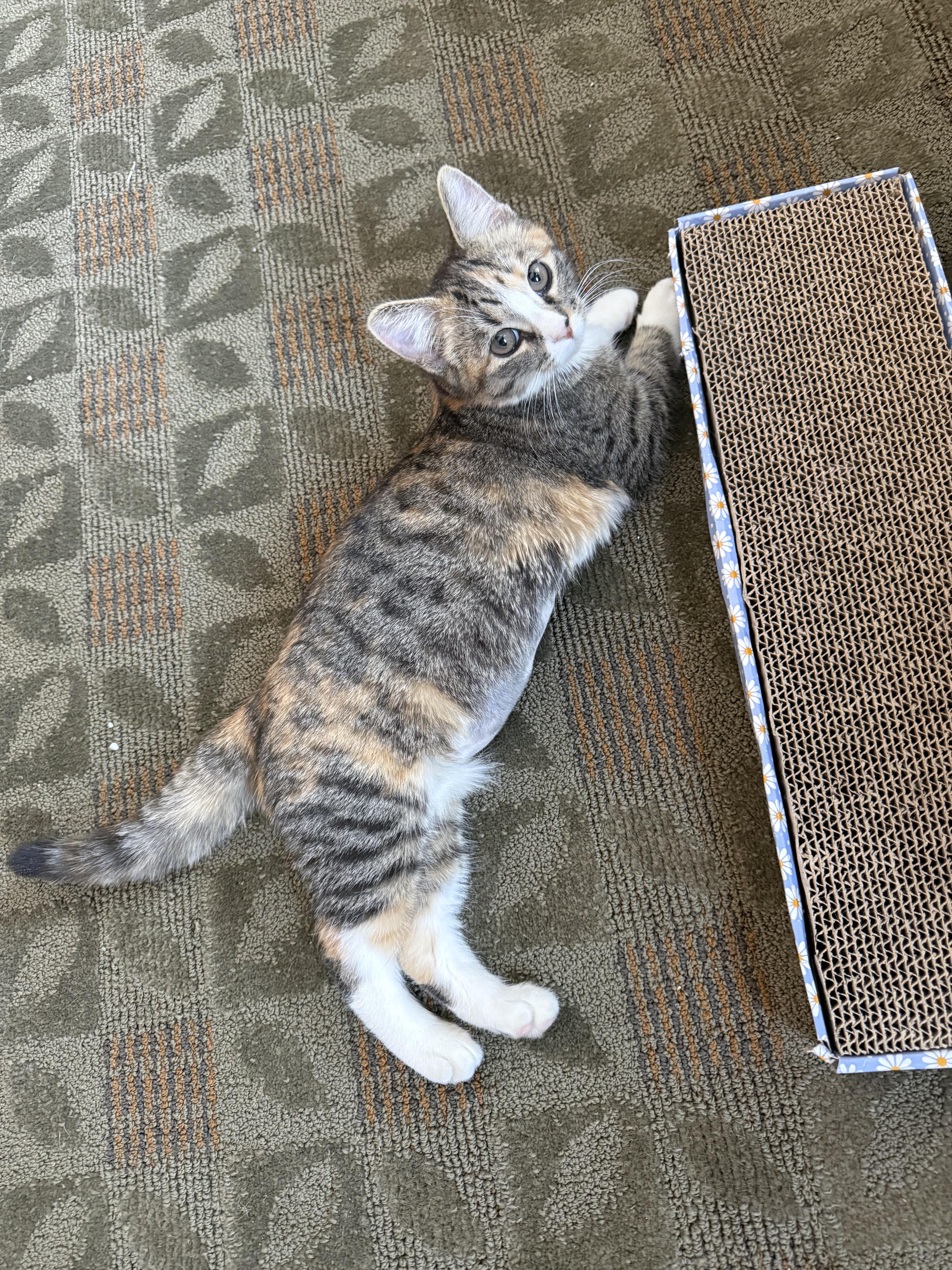 Enlarge Eleven, a ADOPTABLE Domestic Short Hair in Topsham, ME image 1/4