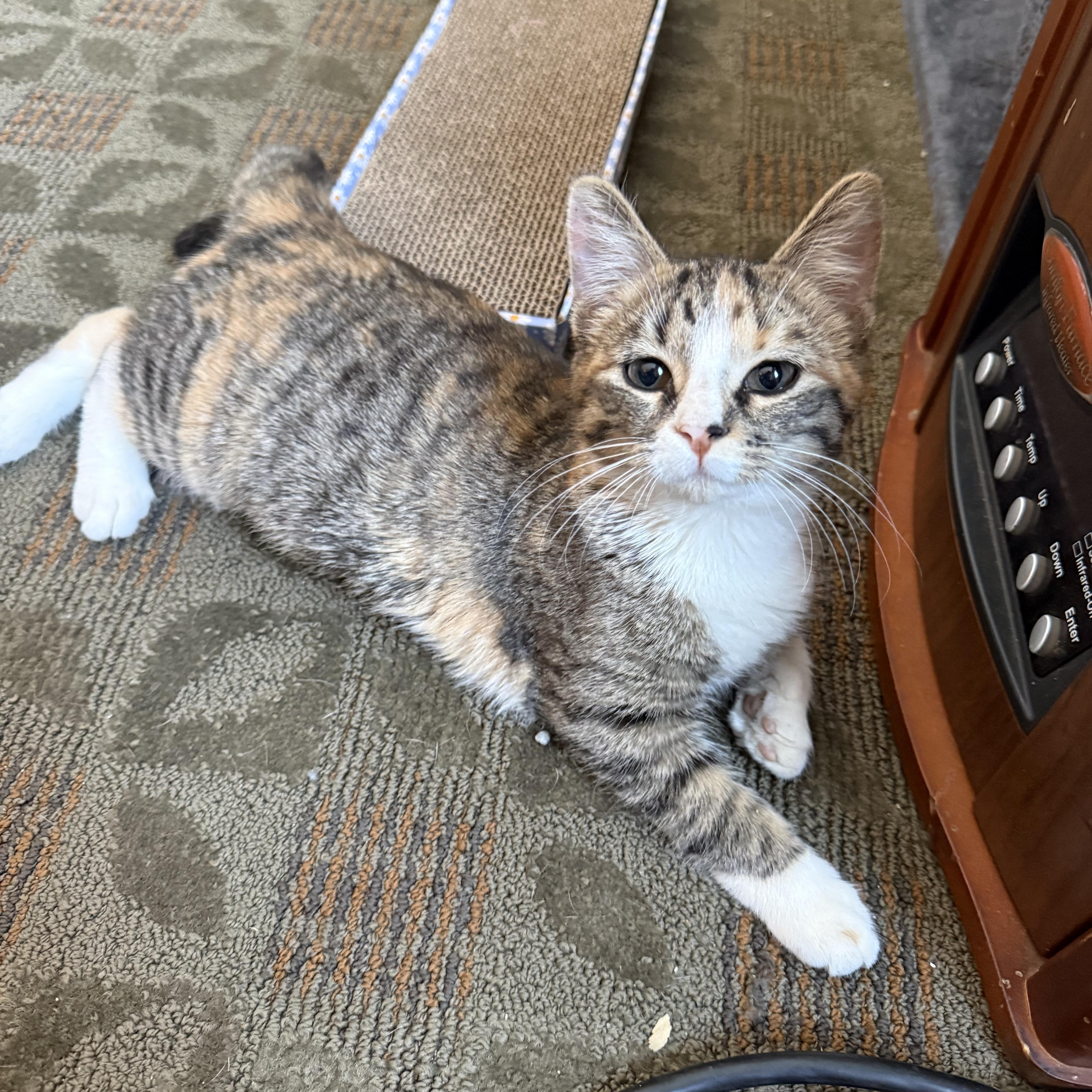 Enlarge Eleven, a ADOPTABLE Domestic Short Hair in Topsham, ME image 4/4