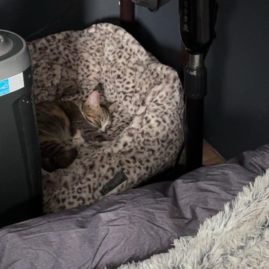 Enlarge Eleven, a ADOPTABLE Domestic Short Hair in Topsham, ME image 2/4