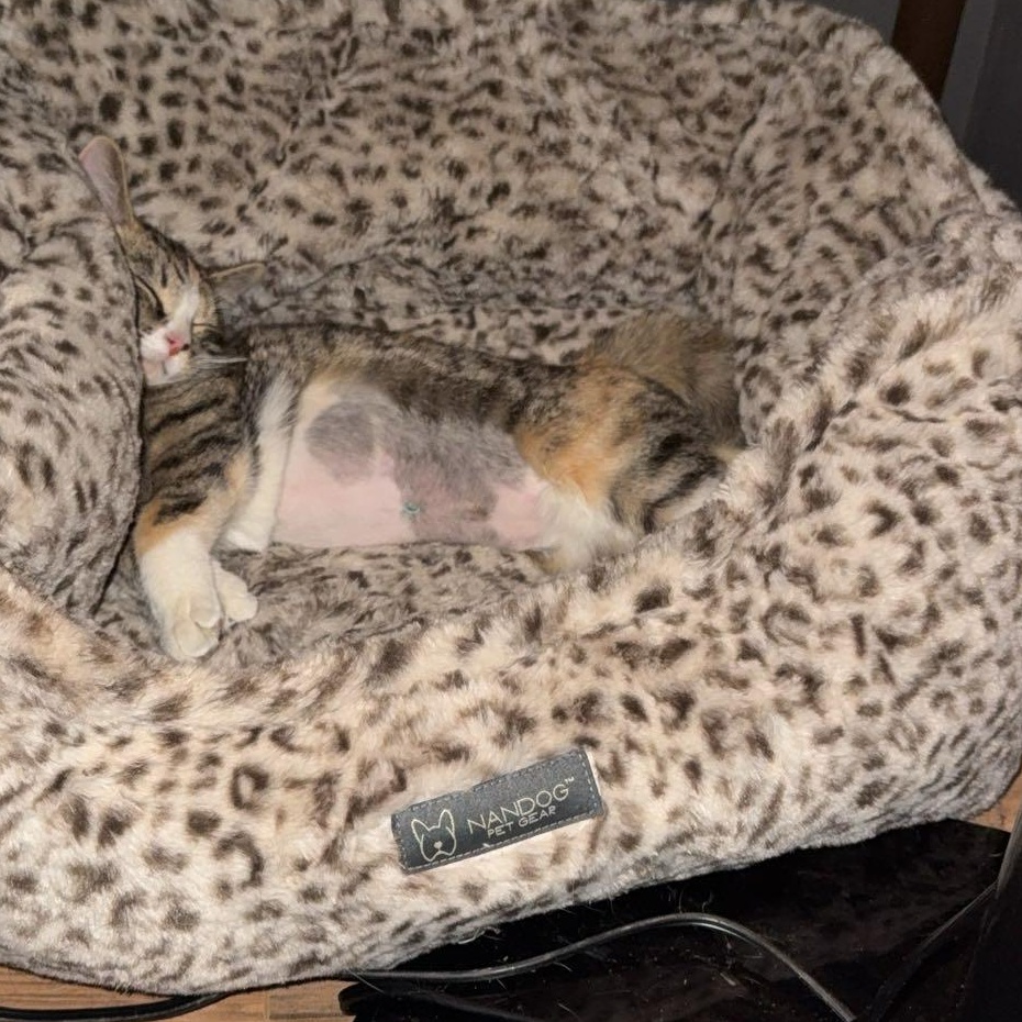 Enlarge Eleven, a ADOPTABLE Domestic Short Hair in Topsham, ME image 3/4