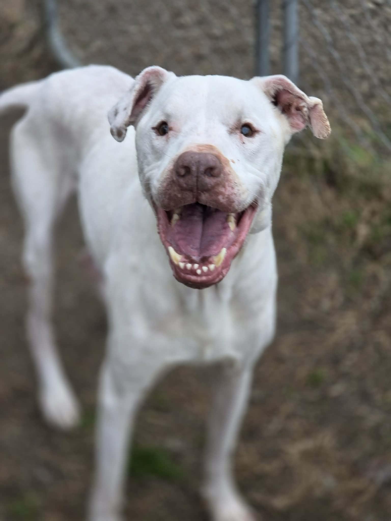 Barnaby — thumbnail 2