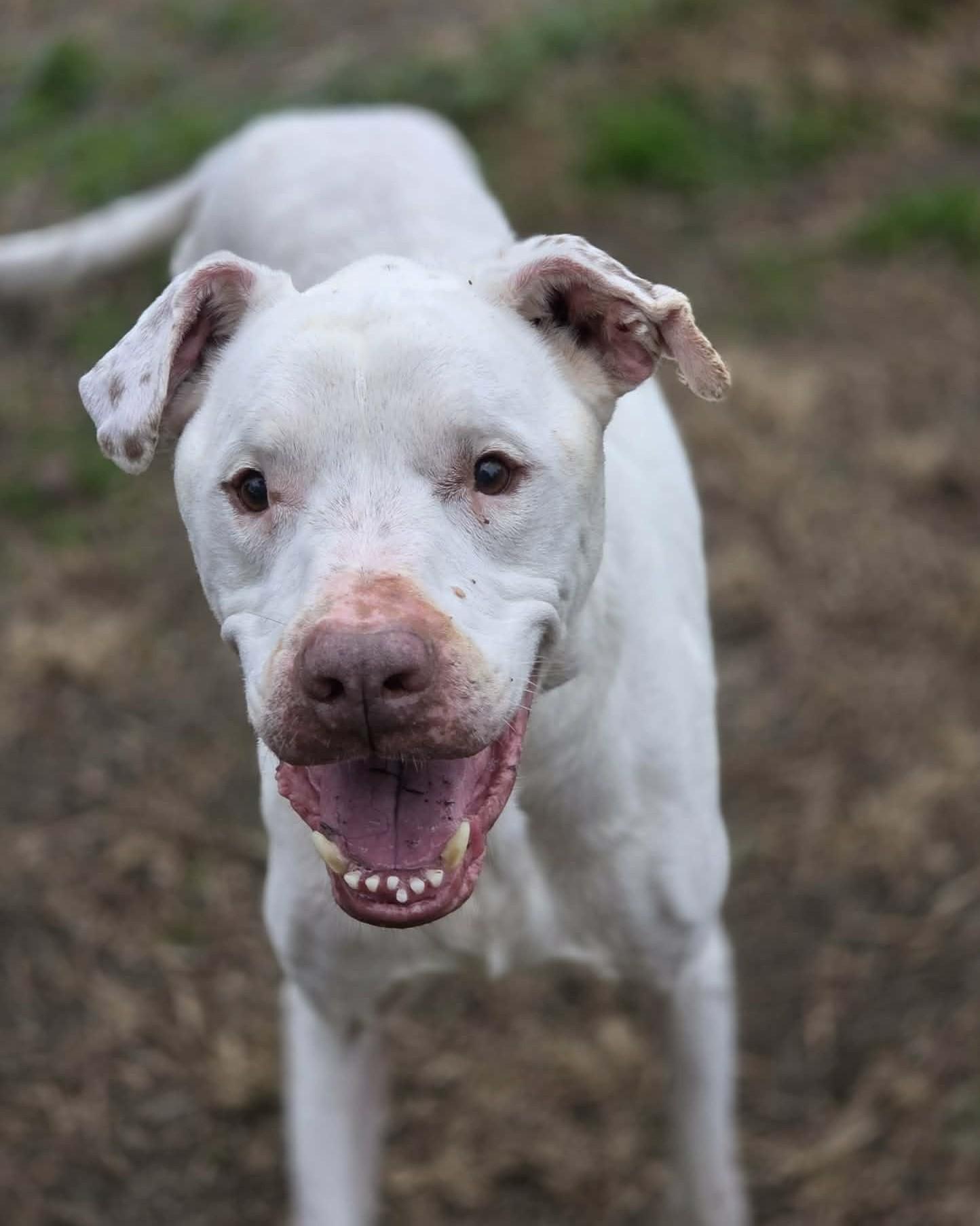 Barnaby — thumbnail 3