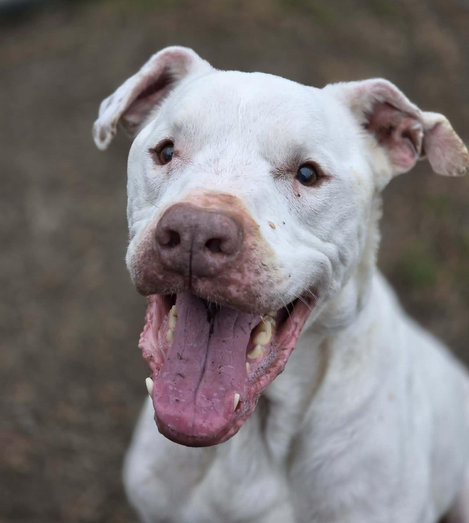 Barnaby — thumbnail 4