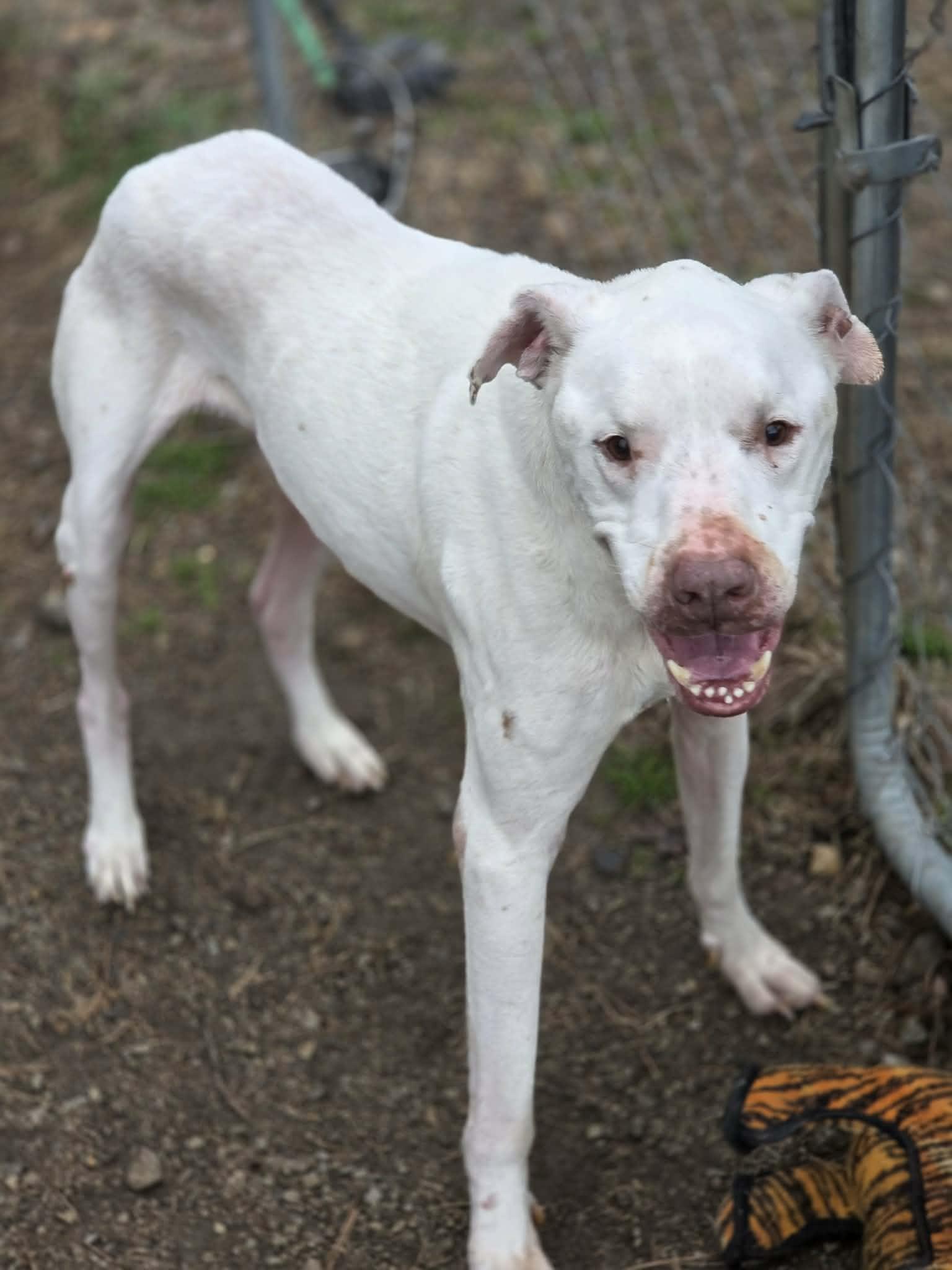 Barnaby — thumbnail 6