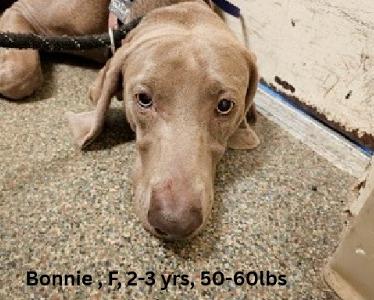 Bonnie, Adoptable, Young Female Weimaraner.