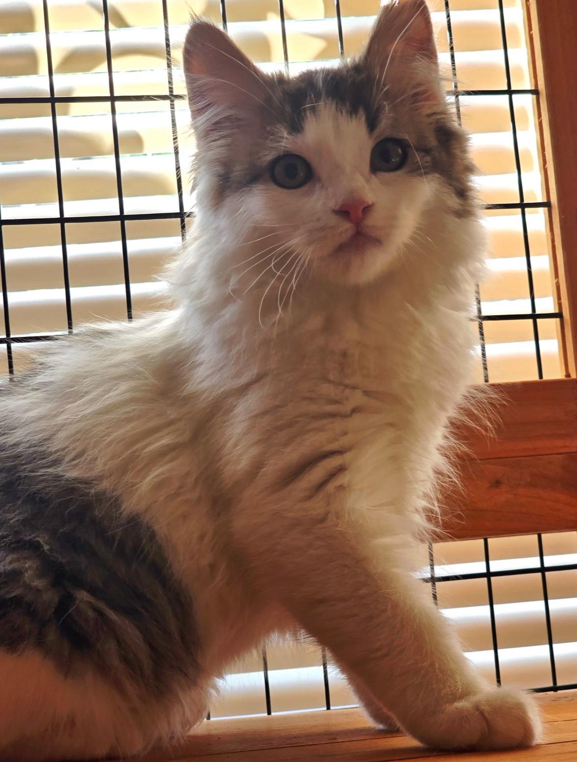 Peeps, an adopted Domestic Long Hair in Tucson, AZ image 2/2