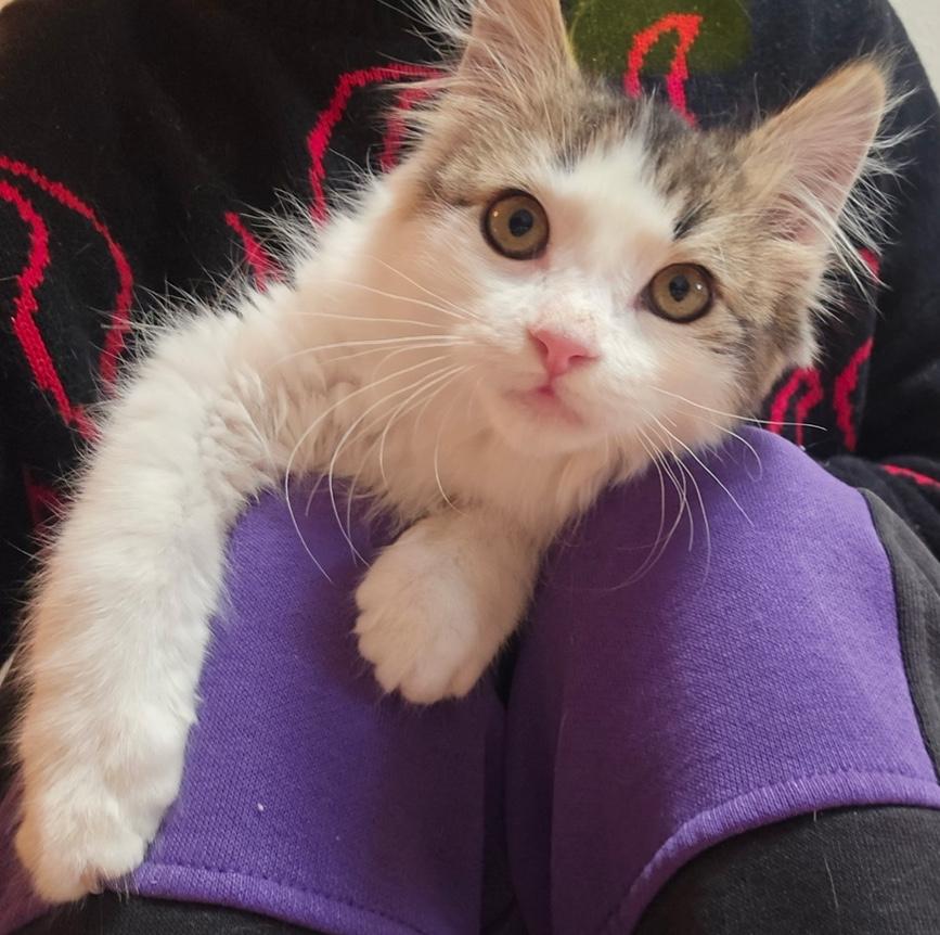 Peeps, adopted, Young Female Domestic Long Hair.