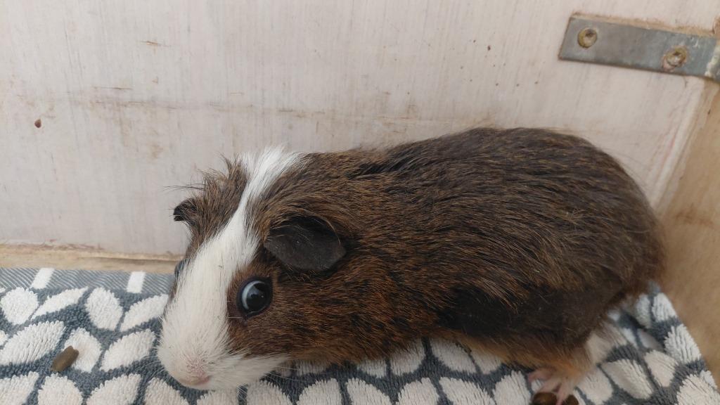 Enlarge Flayne, a Adoptable Guinea Pig in Cincinnati, OH image 1/1