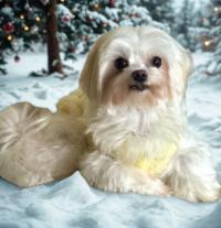 Benny, Adoptable, Adult Male Maltese.