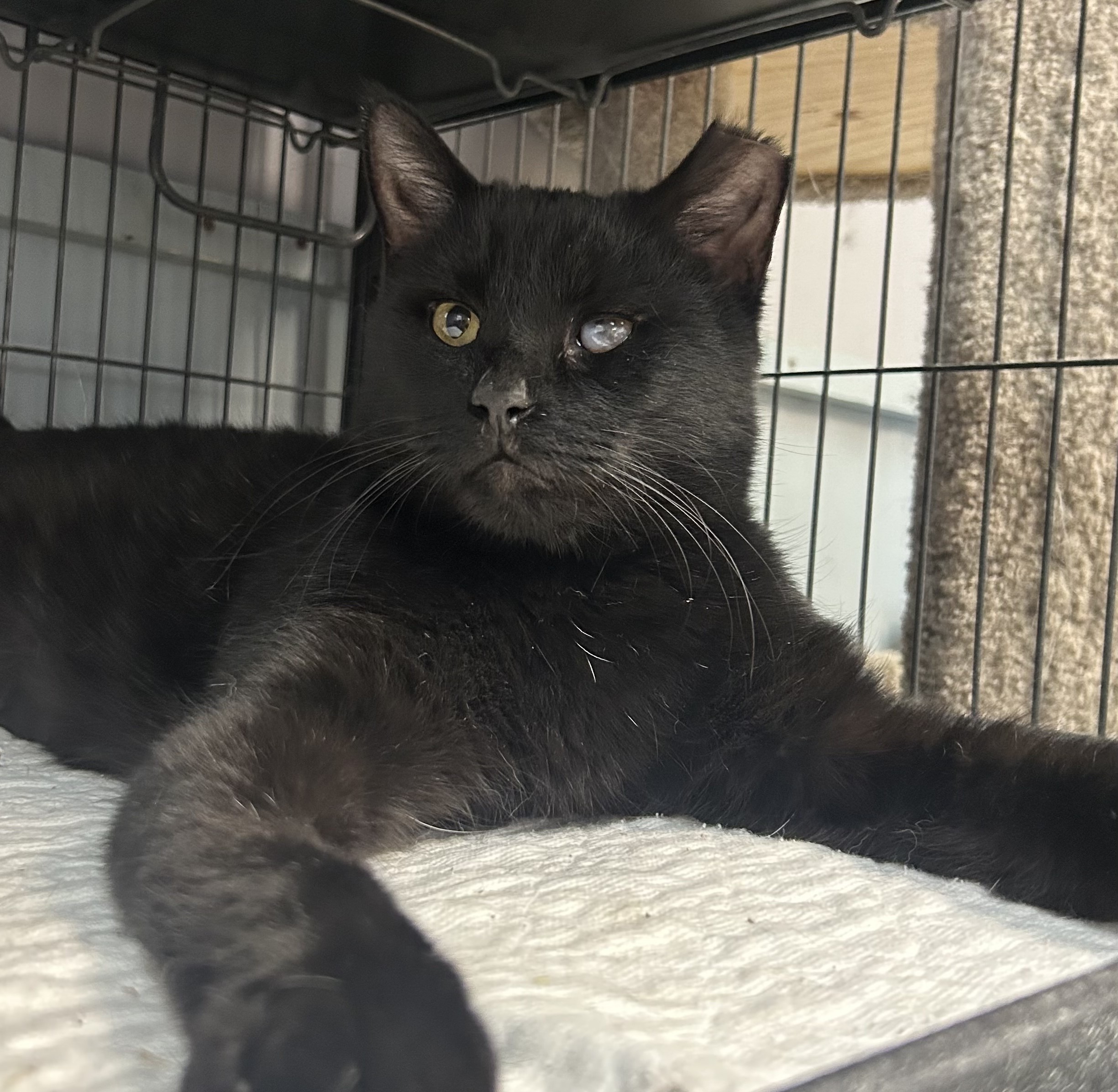 Fetty Wap, Adoptable, Adult Male Domestic Short Hair.