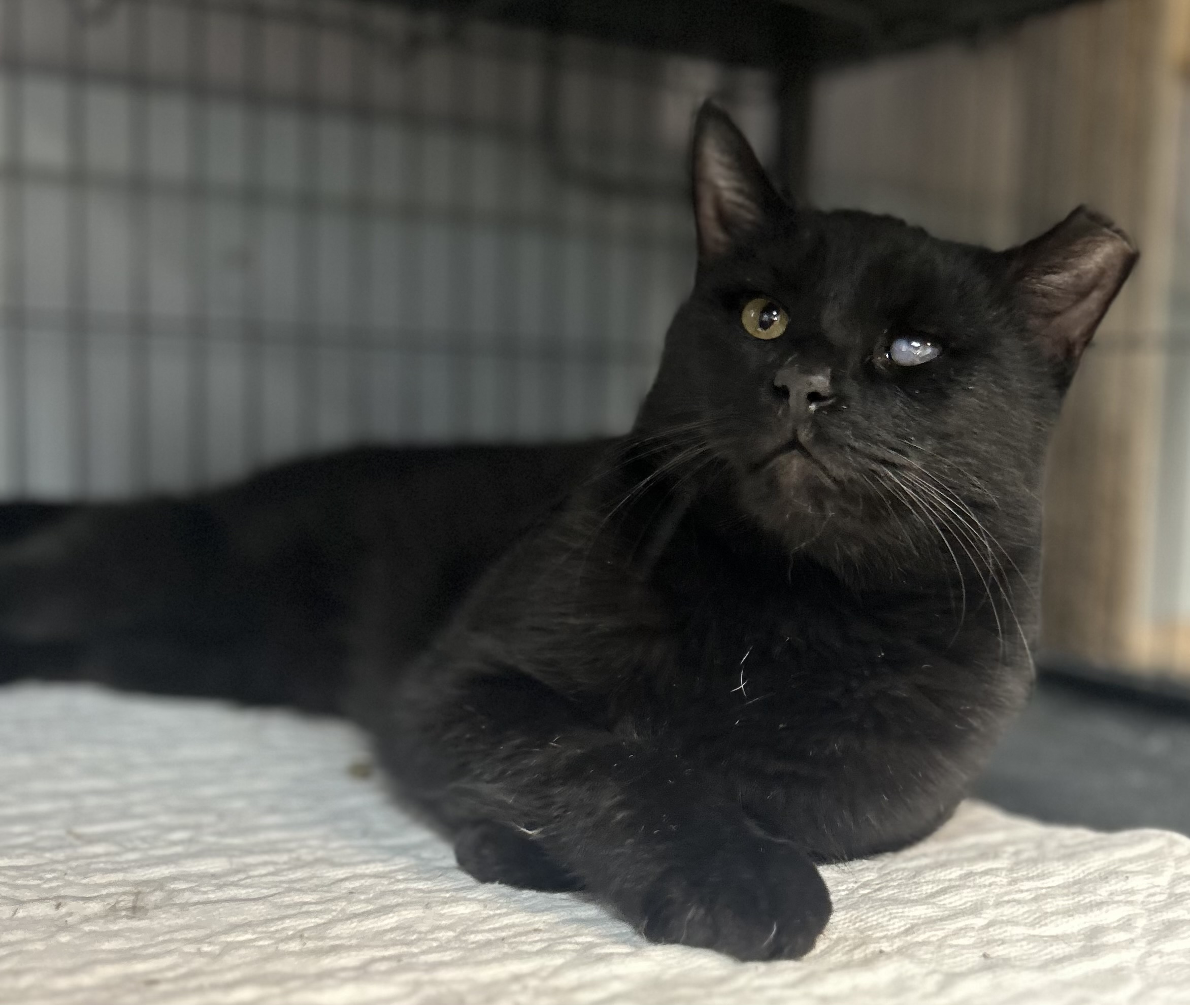 Fetty Wap, a Adoptable Domestic Short Hair in Columbus, OH image 2/4