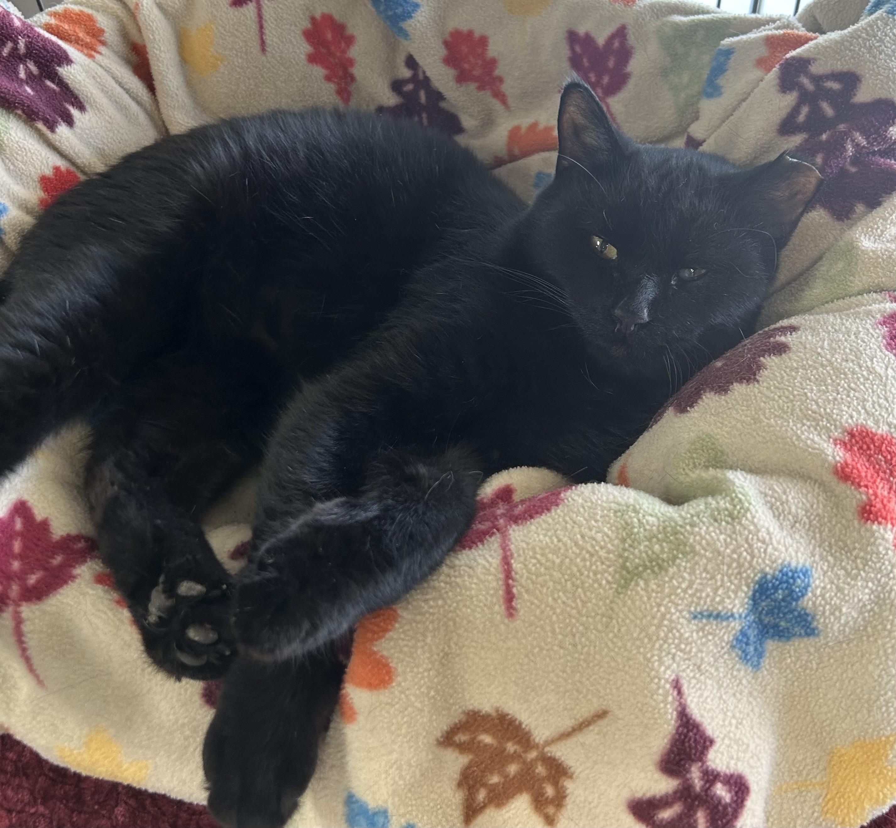 Fetty Wap — thumbnail 4