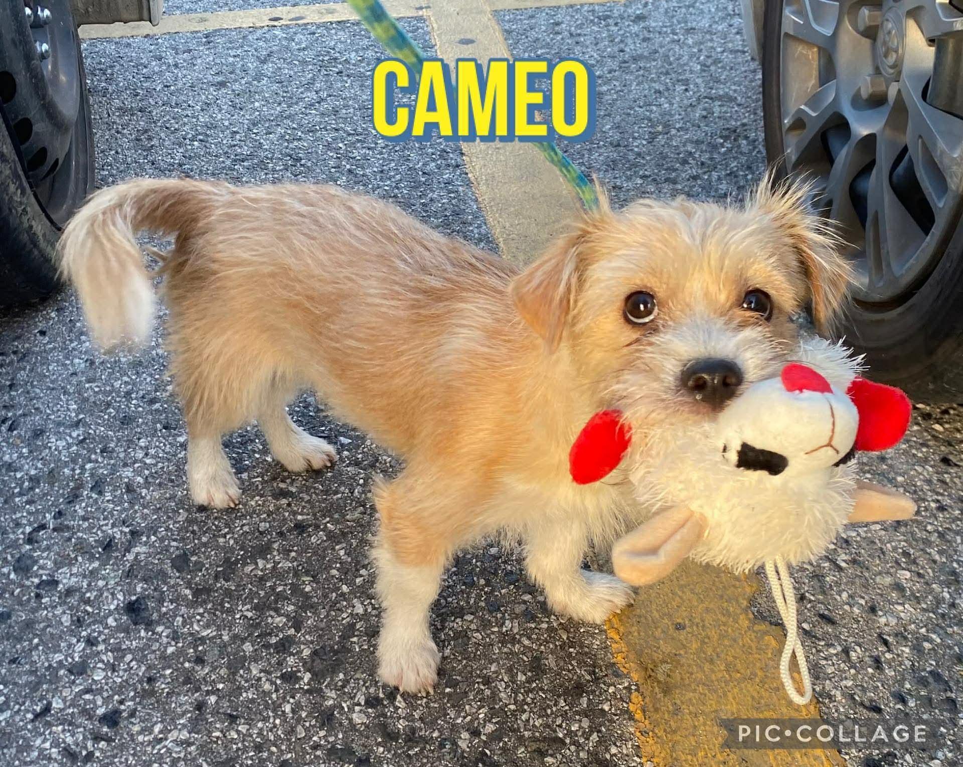 Enlarge Cameo, a ADOPTABLE mixed breed in Milford, NH image 2/3