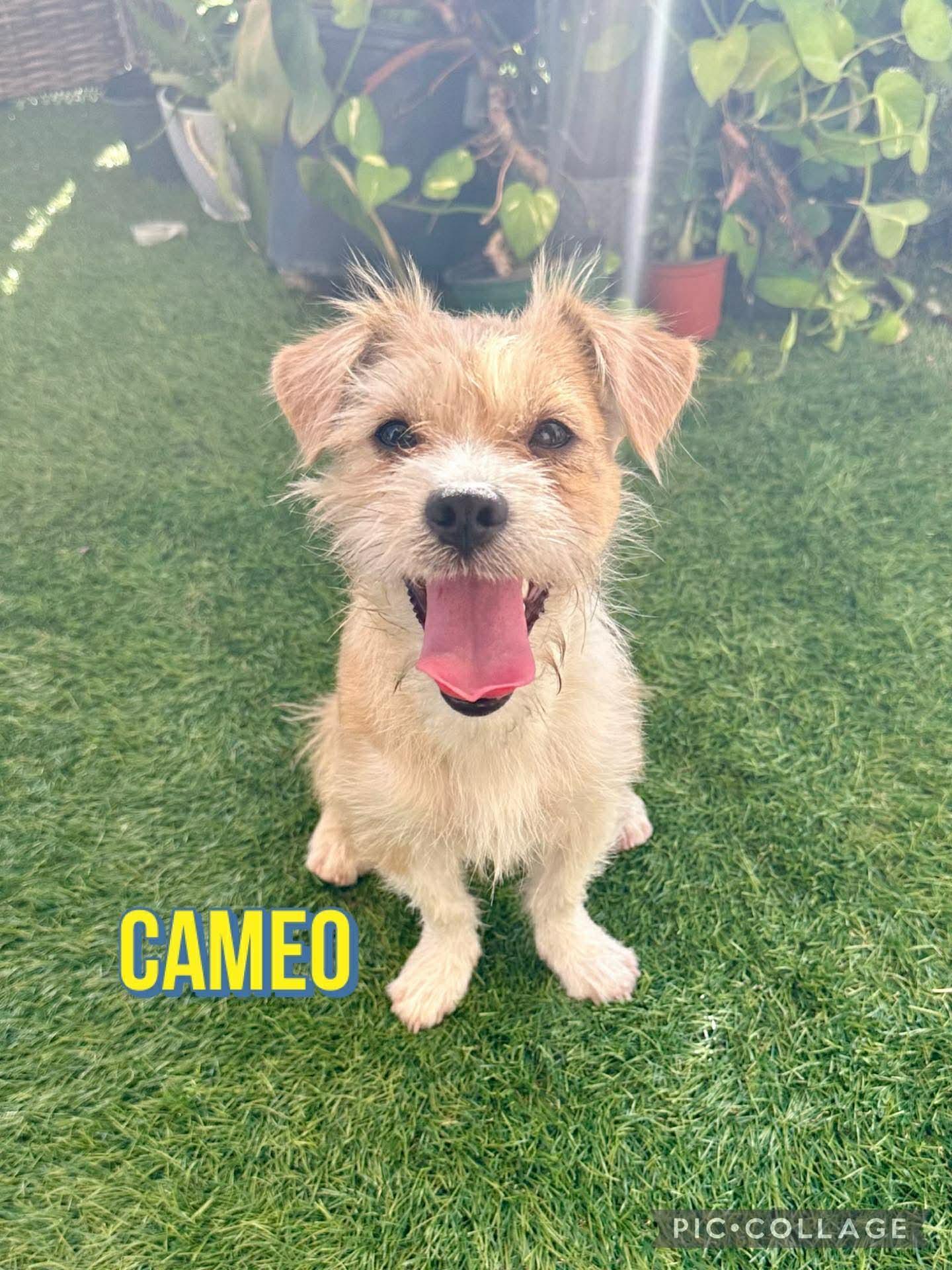 Enlarge Cameo, a ADOPTABLE mixed breed in Milford, NH image 3/3