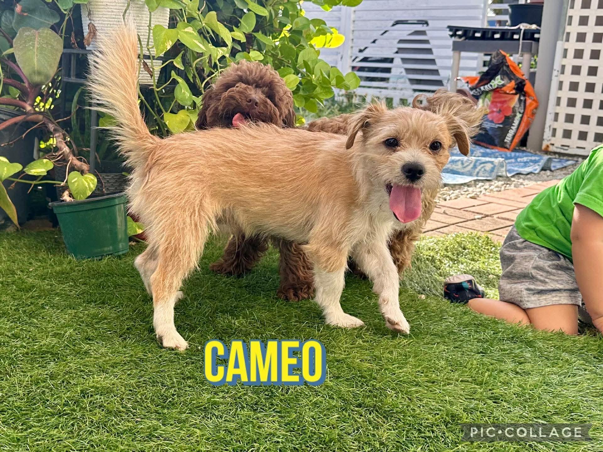 Cameo, ADOPTABLE, Young Male Parson Russell Terrier.