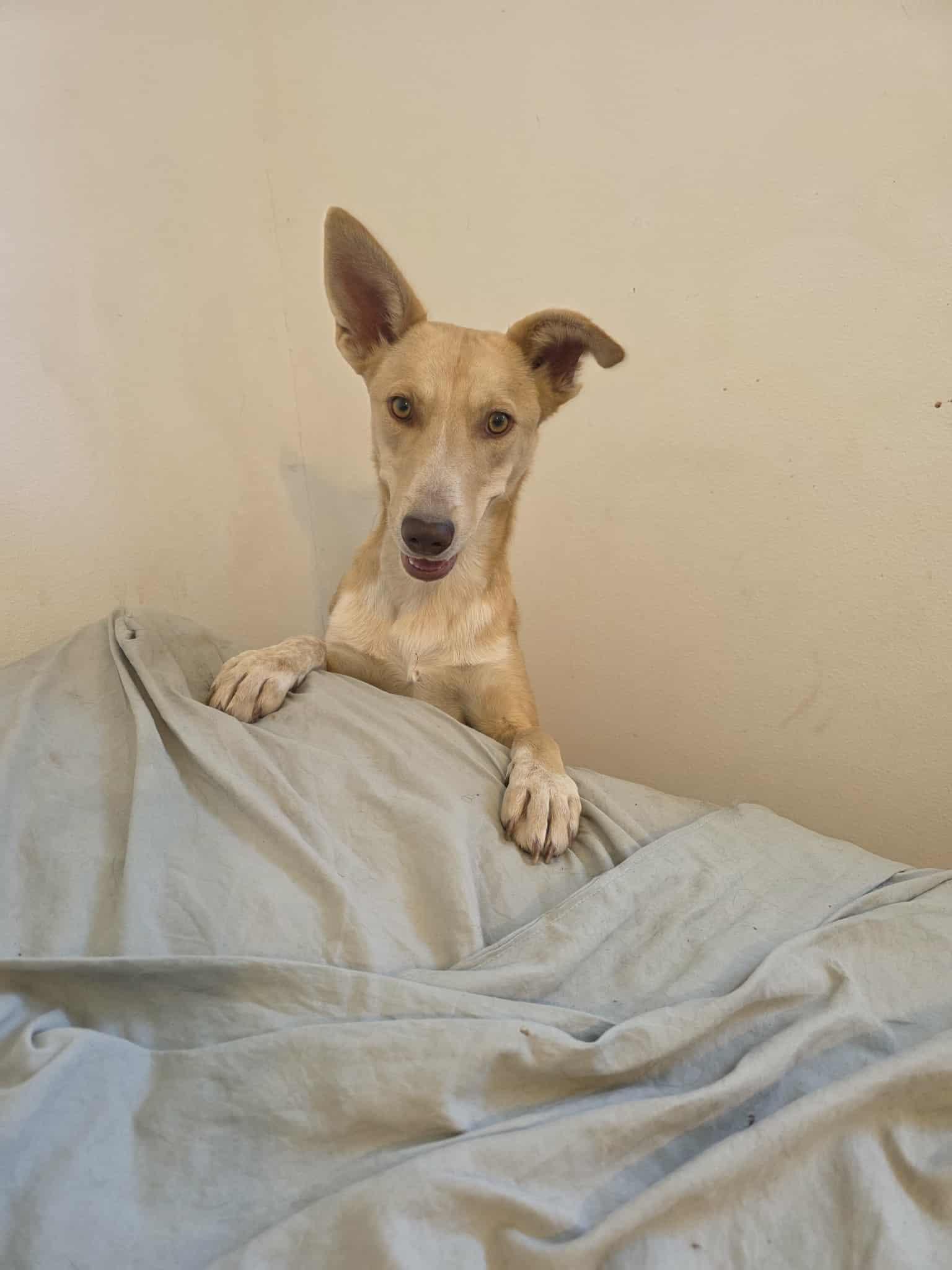 Joanna, an adoptable German Shepherd Dog, Labrador Retriever in Castle Dale, UT, 84513 | Photo Image 1