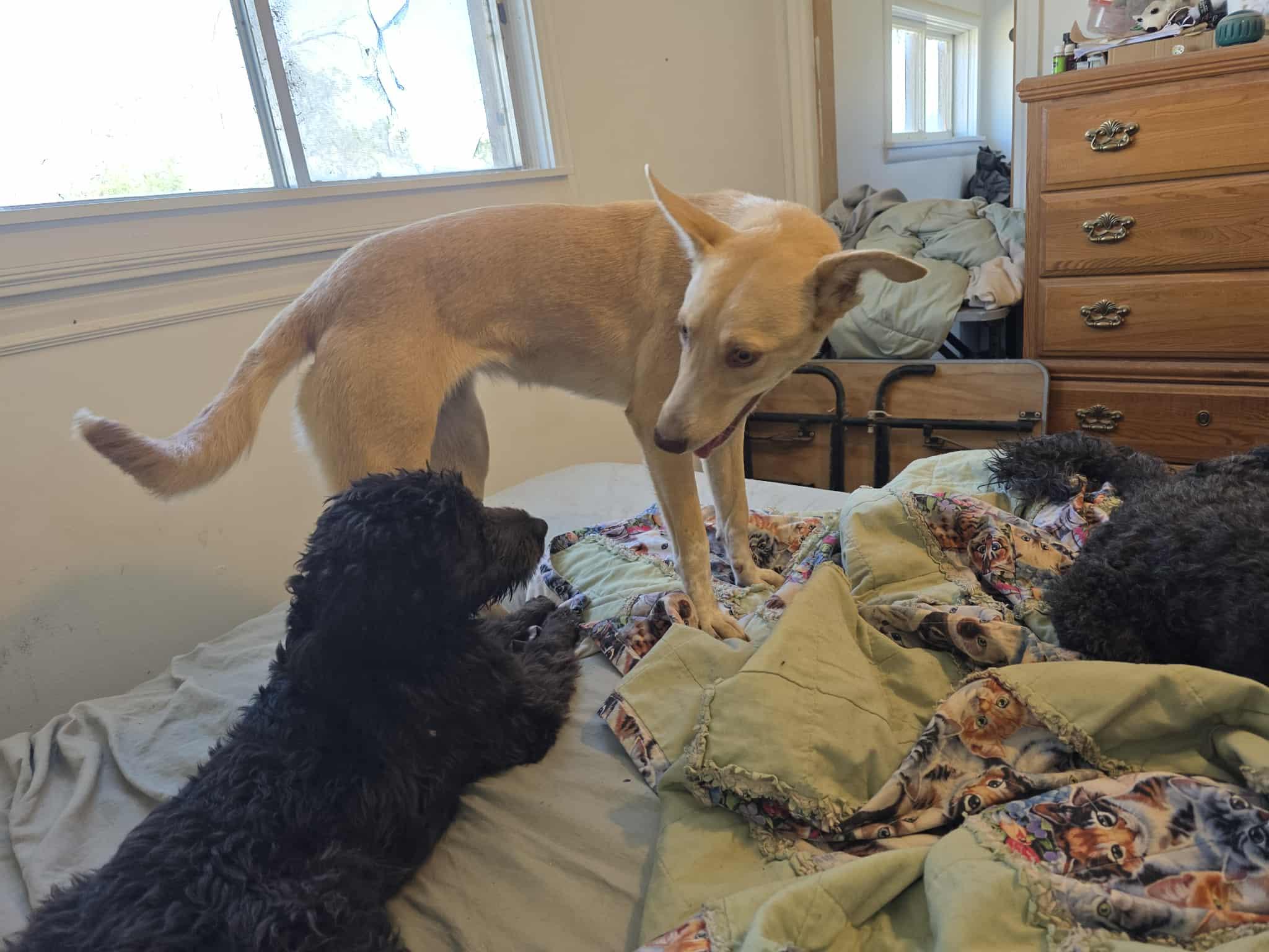 Joanna, an adoptable German Shepherd Dog, Labrador Retriever in Castle Dale, UT, 84513 | Photo Image 4