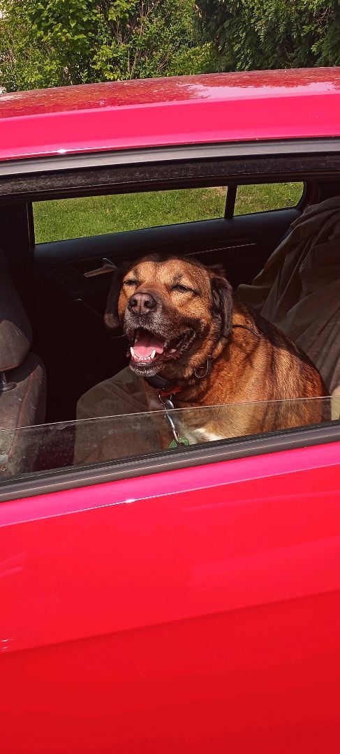 Howie, Adoptable, Adult Male Saint Bernard & Plott Hound.
