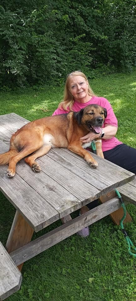 Howie, a Adoptable mixed breed in Cincinnati, OH image 2/15