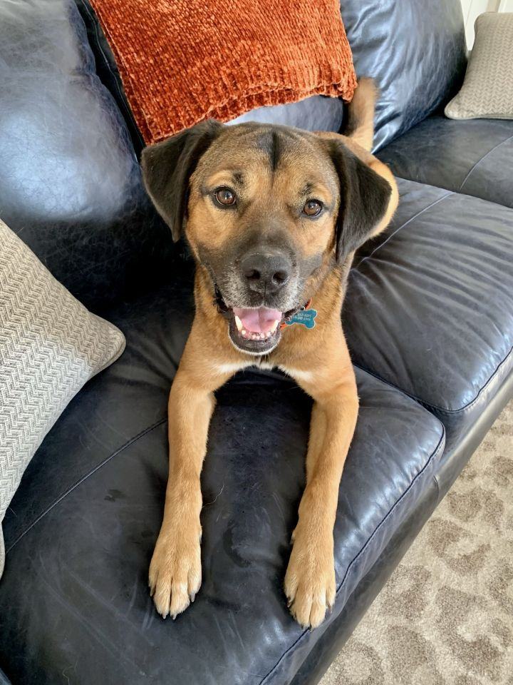 Howie, a Adoptable mixed breed in Cincinnati, OH image 3/15