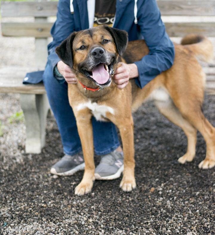 Howie, a Adoptable mixed breed in Cincinnati, OH image 4/15