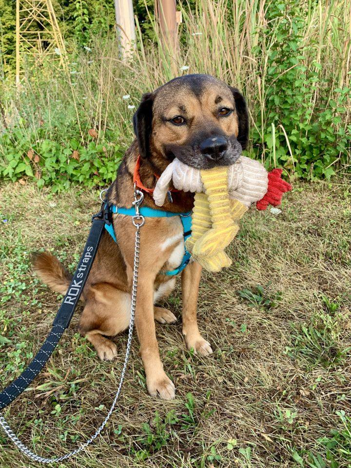 Howie, a Adoptable mixed breed in Cincinnati, OH image 5/15