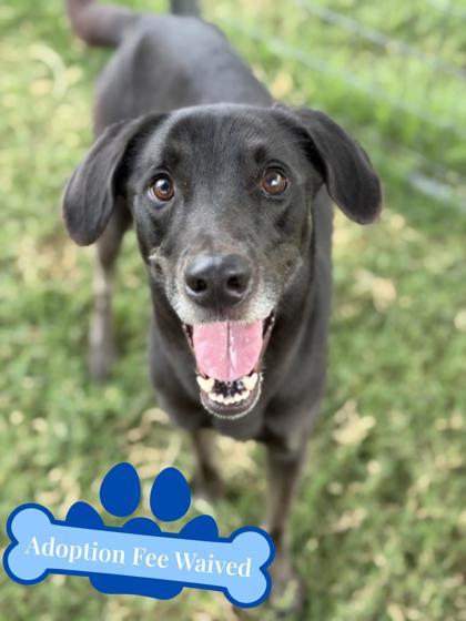 Care Bear, Adoptable, Adult Male Labrador Retriever & Mixed Breed.