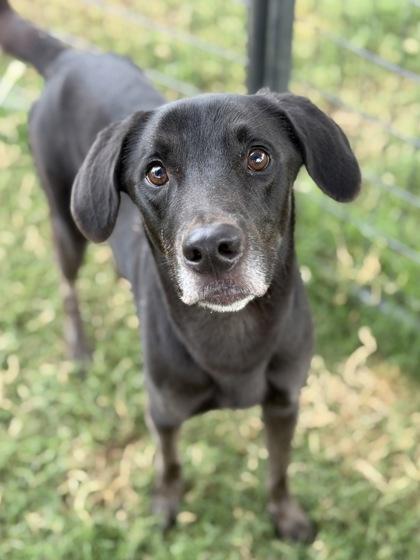 Enlarge Care Bear, a Adoptable mixed breed in Irving, TX image 2/3