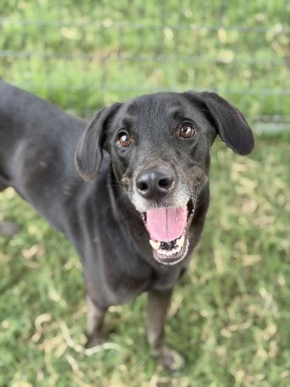 Enlarge Care Bear, a Adoptable mixed breed in Irving, TX image 3/3