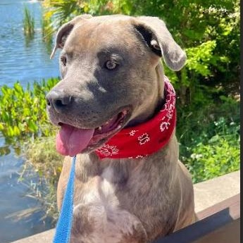 Enlarge Tiger, a Adoptable mixed breed in Palm Harbor, FL image 2/6