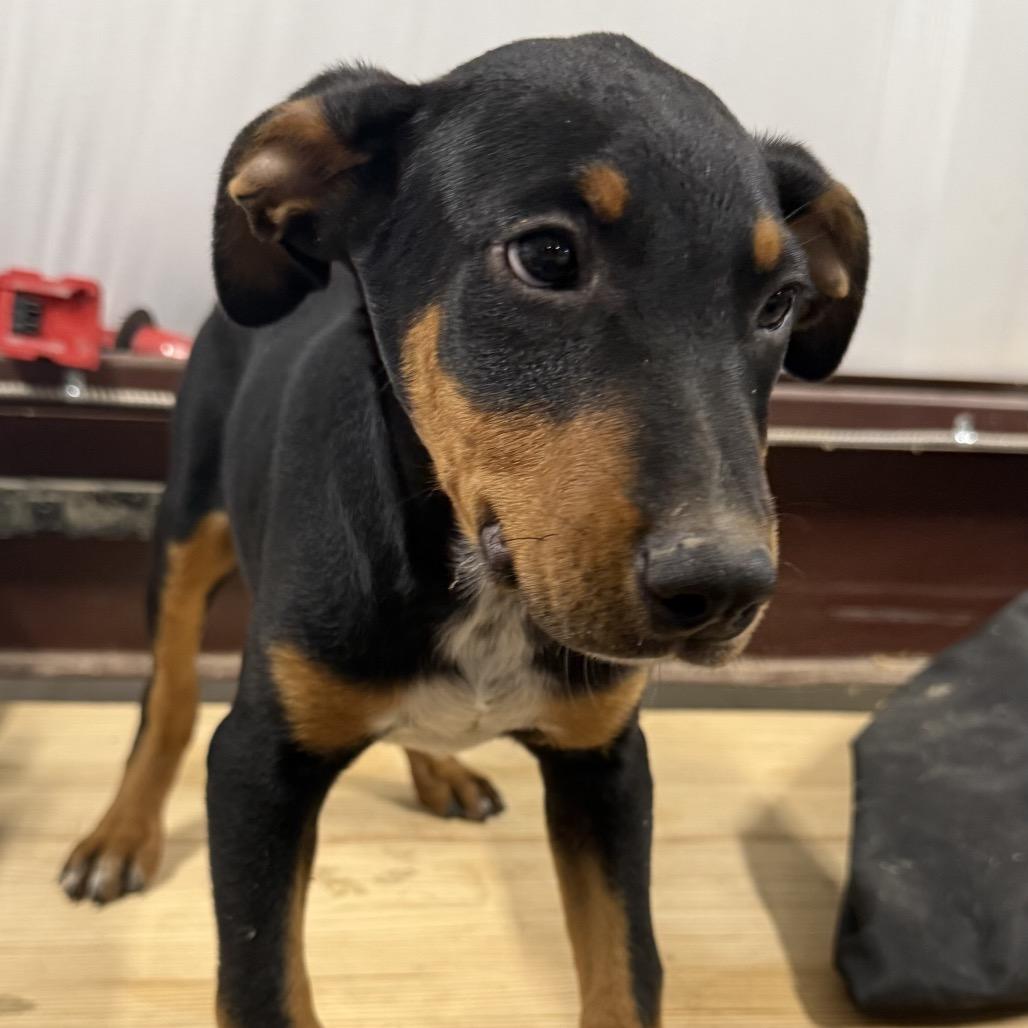 Enlarge Donut, a Adoptable mixed breed in Ennis, TX image 1/1