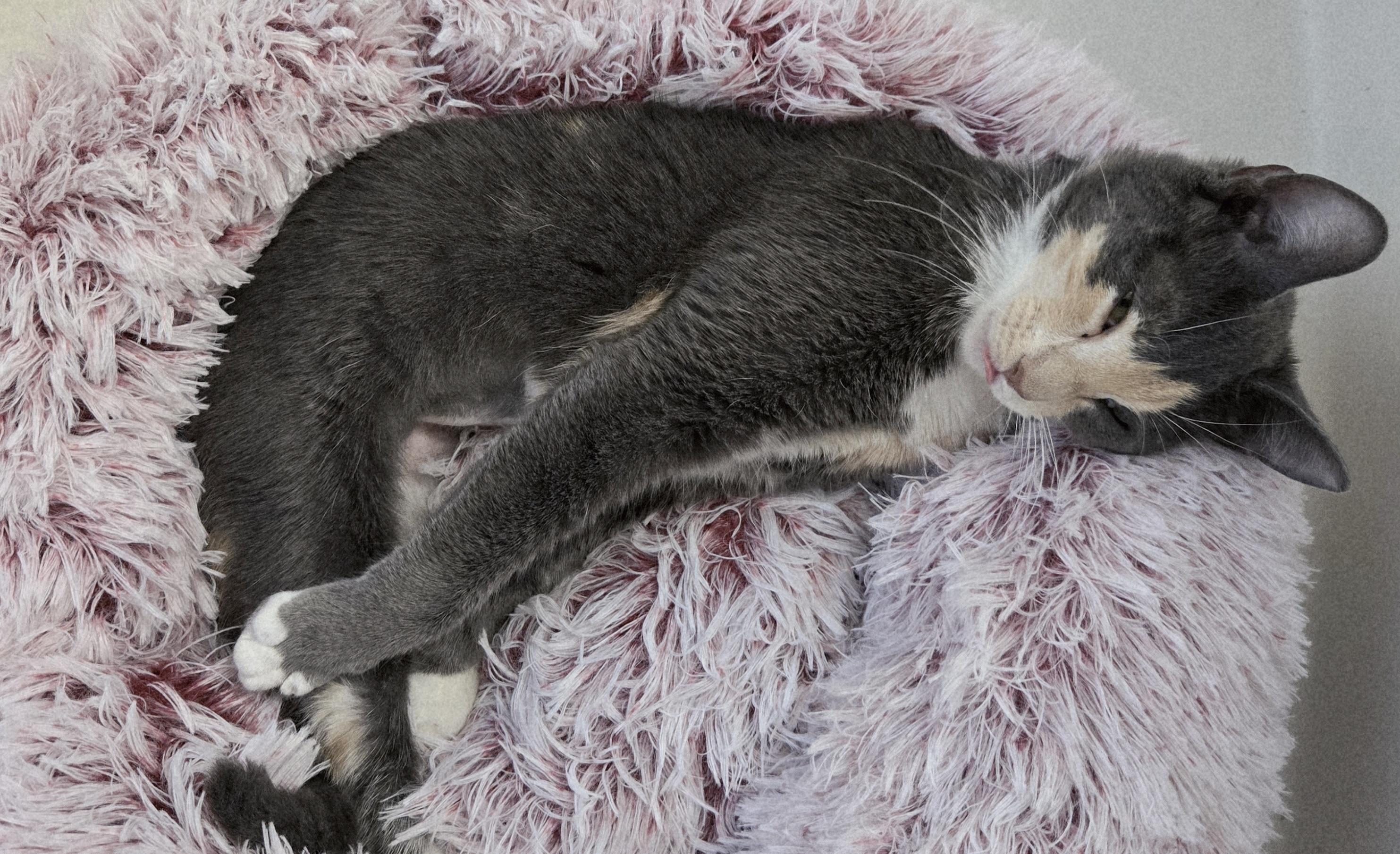 Enlarge Vespertine , an adopted Domestic Short Hair in Albany, NY image 2/4