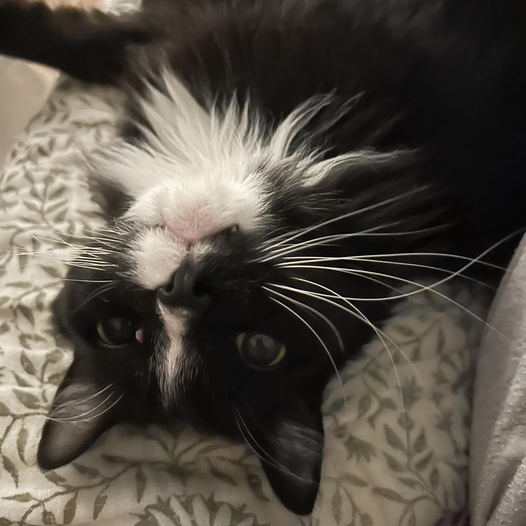 Enlarge Jasper - Available from Foster, a Adoptable Domestic Long Hair in South Burlington, VT image 1/3