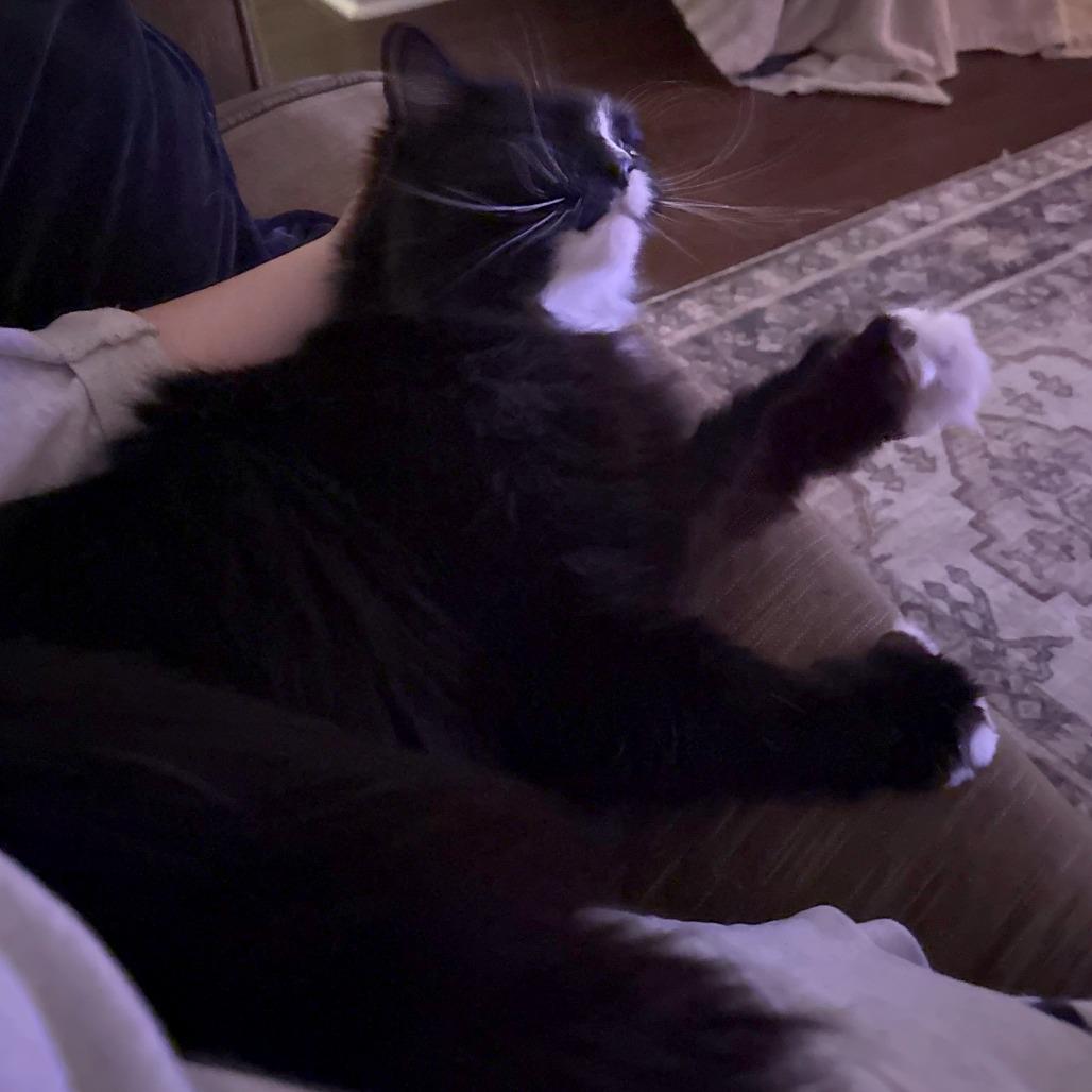 Enlarge Jasper - Available from Foster, a Adoptable Domestic Long Hair in South Burlington, VT image 2/4