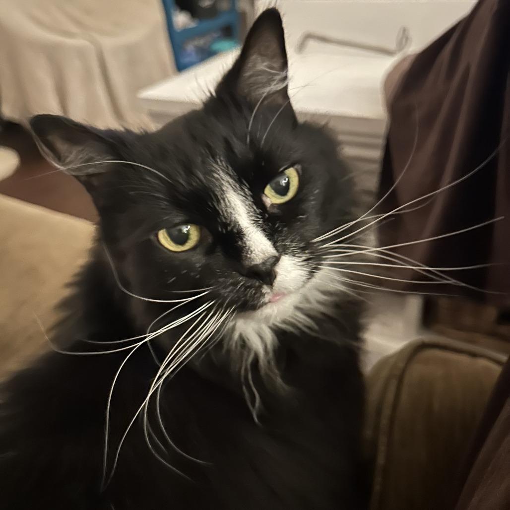 Jasper - Available from Foster, a Adoptable Domestic Long Hair in South Burlington, VT image 3/6