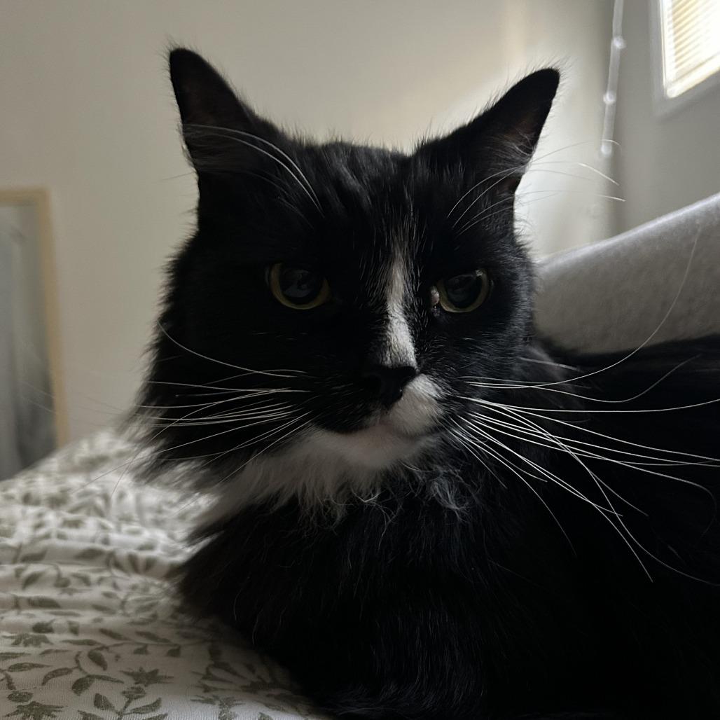 Jasper - Available from Foster, Adoptable, Senior Male Domestic Long Hair.