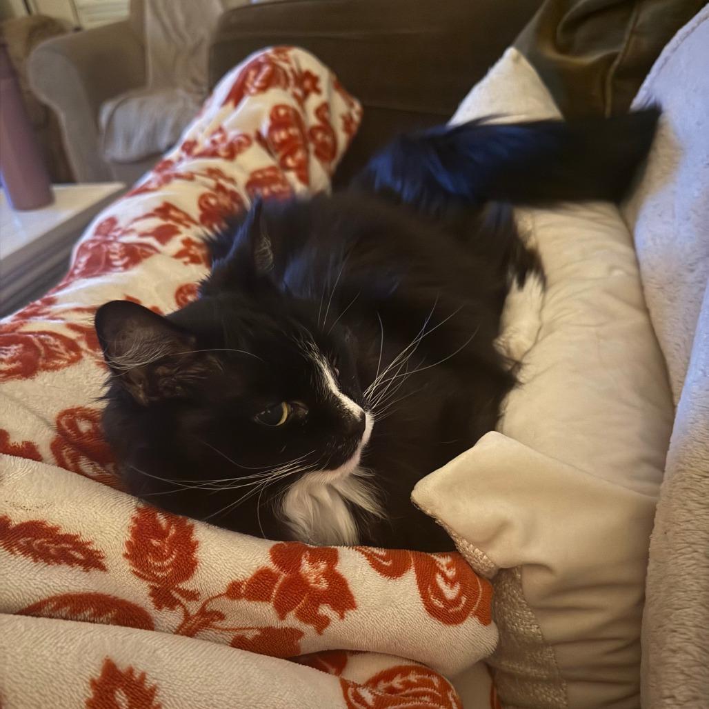 Jasper - Available from Foster, a Adoptable Domestic Long Hair in South Burlington, VT image 5/6