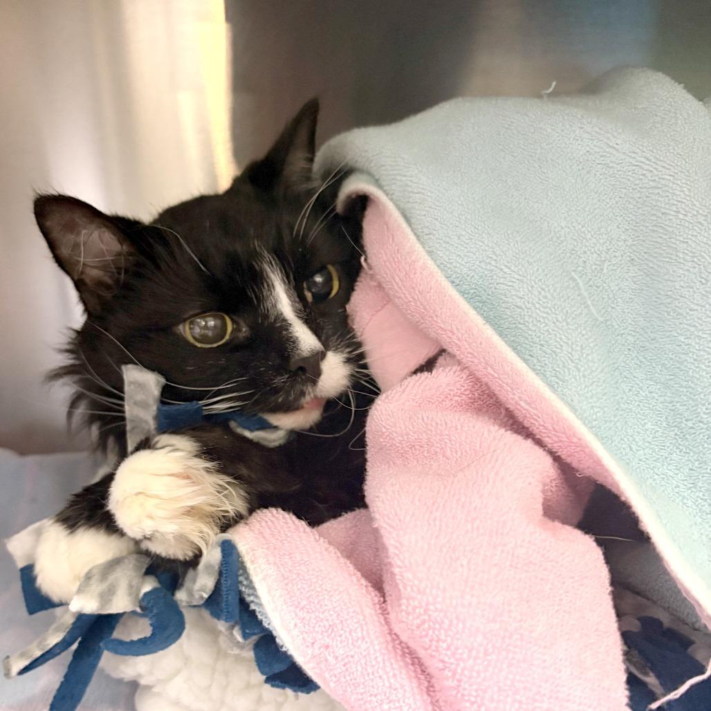 Jasper - Available from Foster, a Adoptable Domestic Long Hair in South Burlington, VT image 2/3