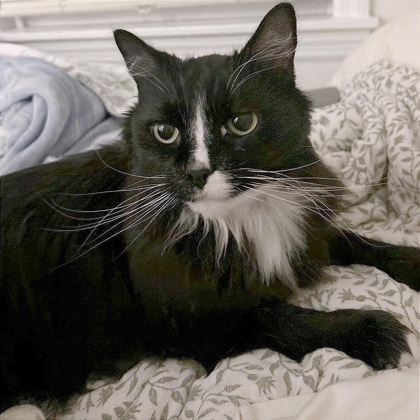 Jasper - Available from Foster — thumbnail 3